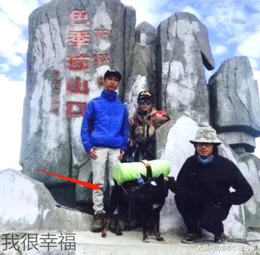 跟随主人走完川藏线, 你佩服狗狗的毅力, 但宠主其实更赞