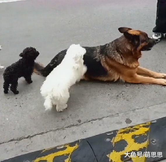 出门遛狗走一半不走了，坐“私家车”回家，小白狗：我还没上车呢