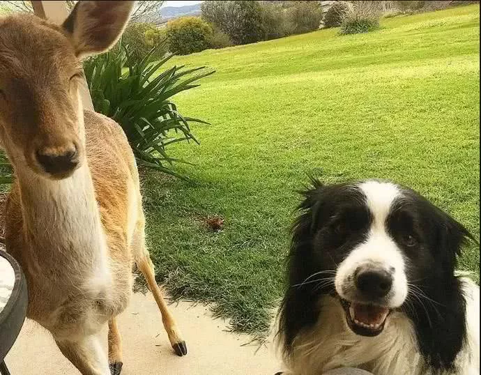 暖心狗狗不但让三条腿小鹿重新站立，还让它变得很有自信！