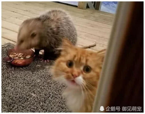猫咪在屋子里尖叫，主人以为出什么事了，跑出后被眼前这幕吓住