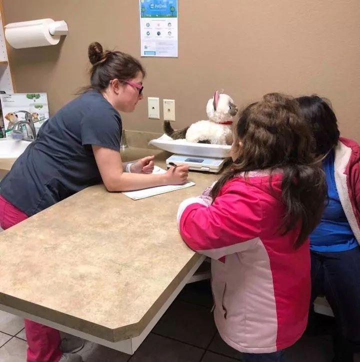 獸醫接診的這位奇特病人，居然是一只毛絨玩具貓咪