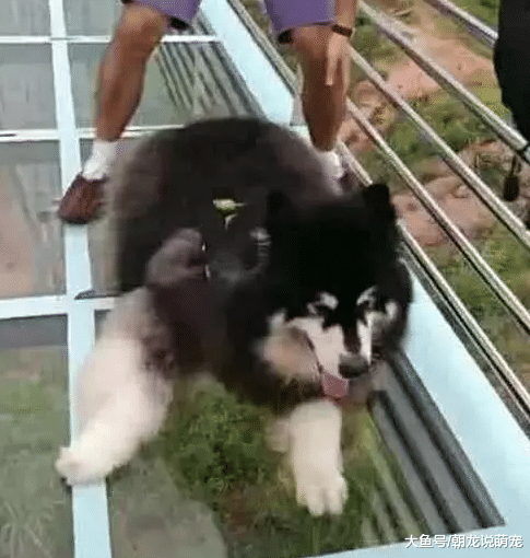 看完阿拉斯加走玻璃栈道后，却把主人给累摊了，网友：这是没事找事