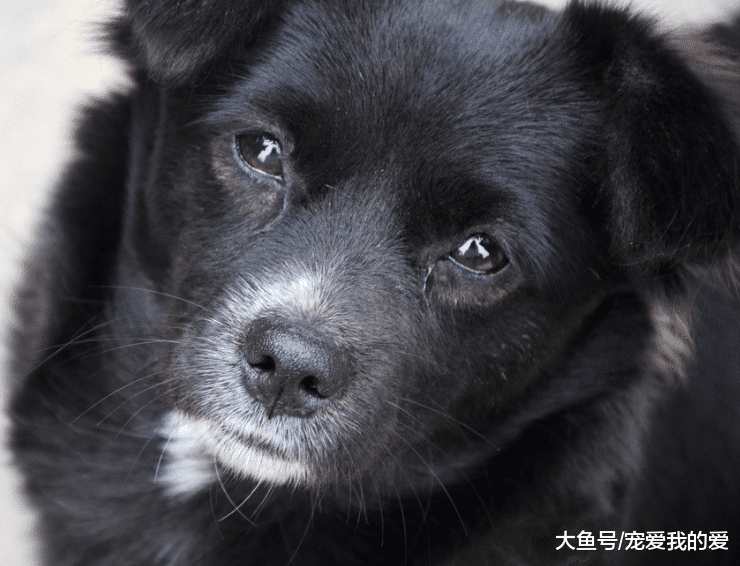 我把你当宠物，你却当我是你妈妈