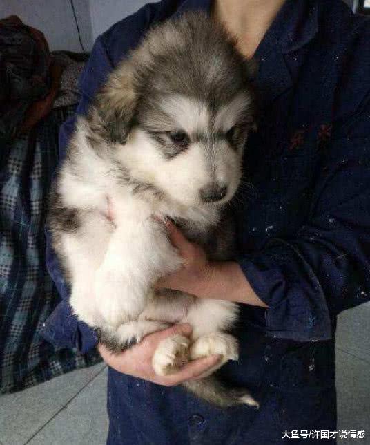 遛狗时内急让大爷帮忙照看狗狗，回来后二哈却成为焦点让人笑哭