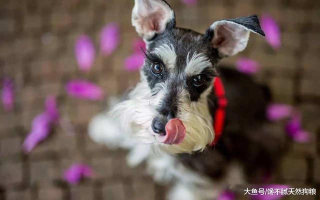 不要再说讨厌雪纳瑞了，你根本不知道人家有多优秀