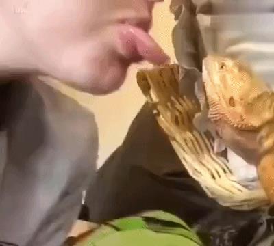 动图GIF：不是说建国后就允许成精吗（1）村里的大鹅从夜店回来后