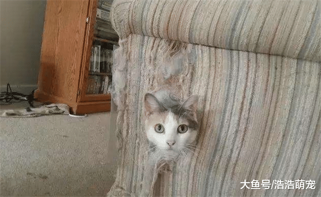 为什说养猫比养狗好? 原因有5个, 都很现实