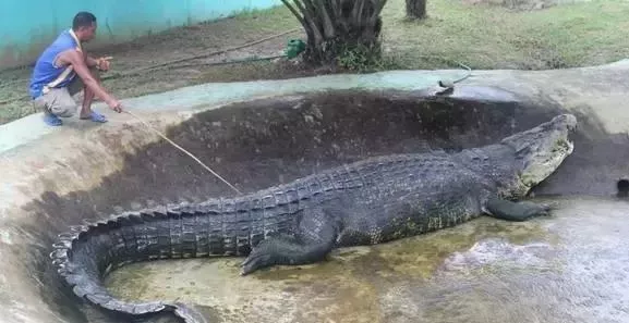 陆地最凶猛的十大动物！老虎仅第三 第一名毫无争议！