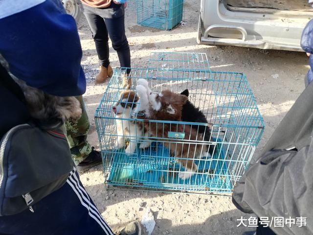狗市: 买家多次检查阿拉斯加幼犬, 最终700元成交!
