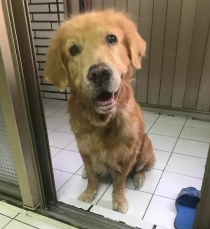 金毛最后一次奔跑，卻在上樓后倒下了……