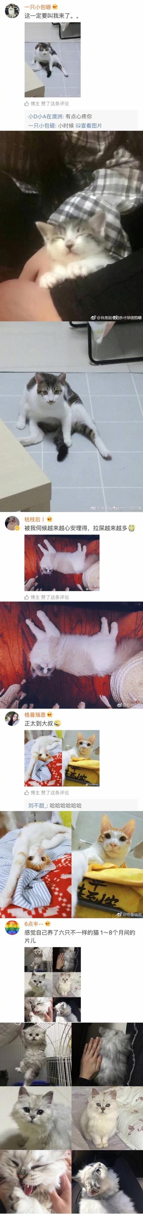 你家猫咪从小大到有什么变化？某网友：本来是猫后来是猪