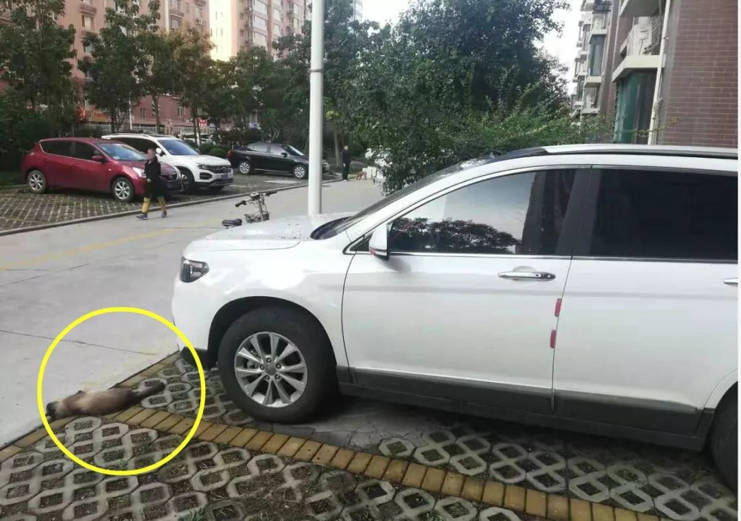 这栋楼的墙火了！有人却说“像公墓”……