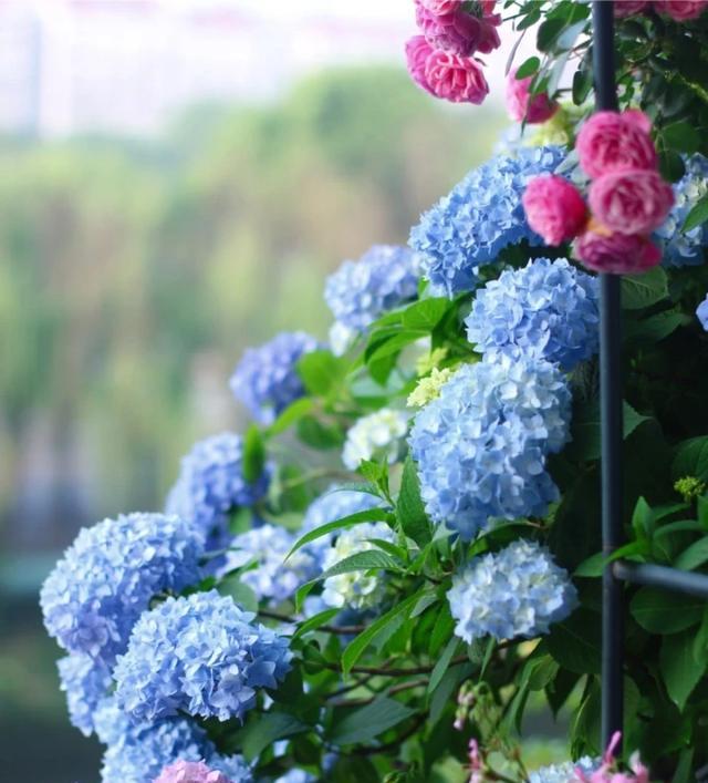 北阳台散光多，适合养护无尽夏吗？