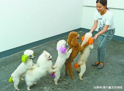 不管泰迪犬平时多听话, 它做这5件事, 主人都要伤心透了!