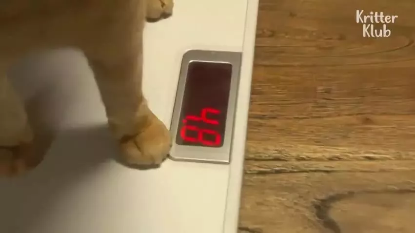 因为爱，这只橘猫爆瘦成一道闪电