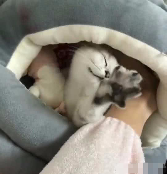女子为了暖脚，把脚放进猫窝里面，结果猫咪的反应让女子笑喷了！