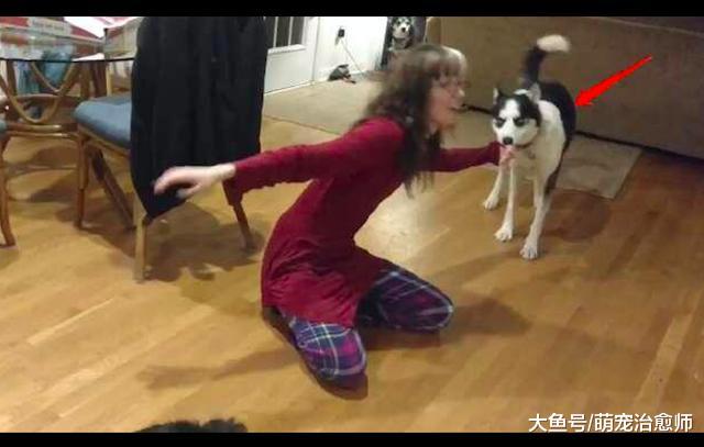主人在摸别的狗，哈士奇看见后咬住她衣袖往后拽：我吃醋了啊！