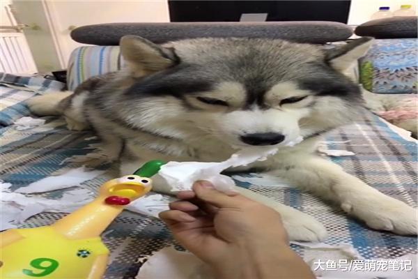 哈士奇總是撕衛生紙，主人就拿尖叫雞來言傳身教，網友：殺雞儆狗