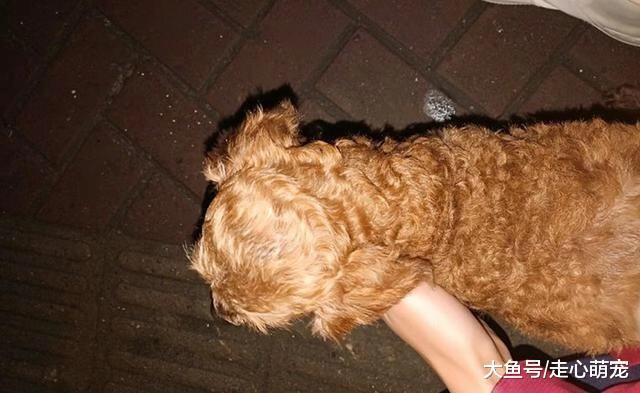 老年泰迪流浪街头, 好心男子带其回家, 要陪它度过余生