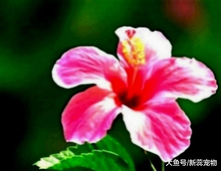 “不差钱”的三个生肖，脾气火爆却很旺夫，大富大贵连三代