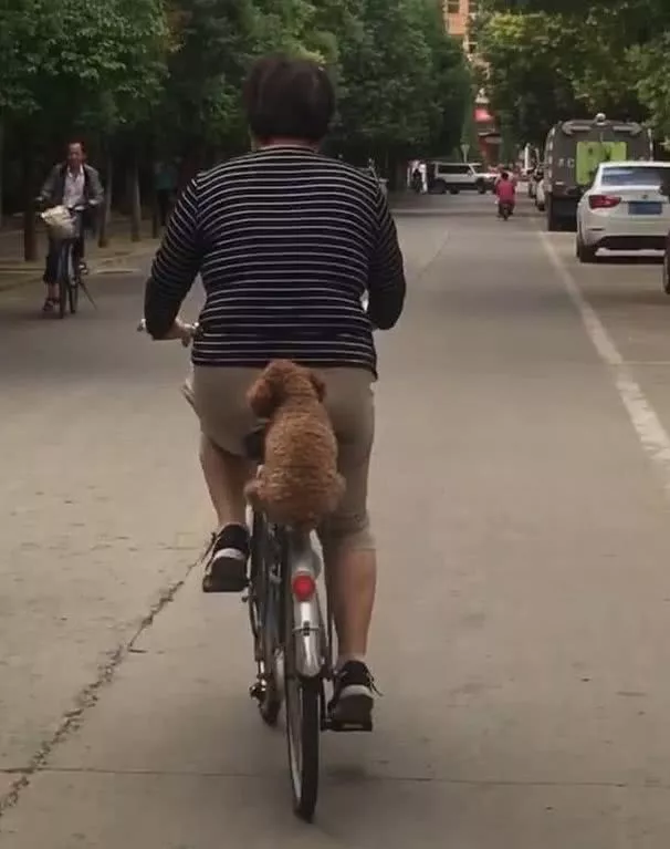 阿姨带泰迪出门，让它坐自行车后座，狗子小心翼翼抓着不敢动，生怕掉下去