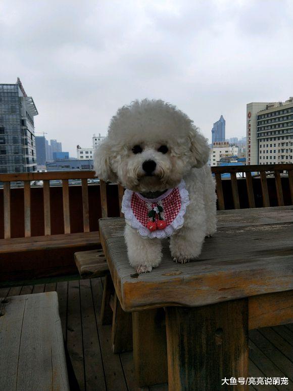 比熊平时没什么机会出去玩，出来还赶上下雨，回家还得洗澡