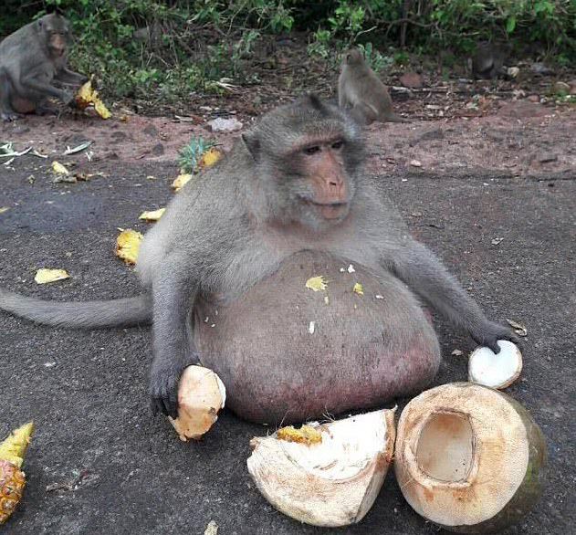 泰国网红猴子肚子大过菠萝蜜，从“减肥夏令营”逃跑后疑似死亡