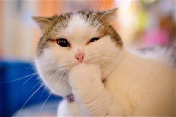 世界10大最懒的动物，国宝大熊猫成功上榜，你觉得它们懒吗？