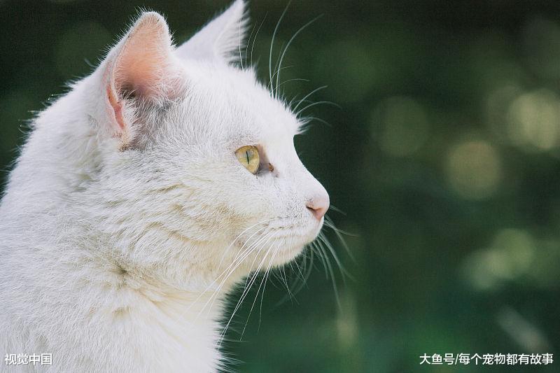猫咪的习性大家知道多少，对于猫咪弓背大家是如何理解的呢