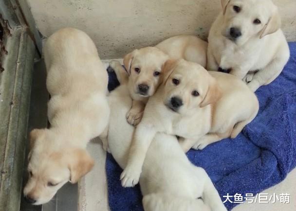 狗狗的社会化训练，不仅仅遛狗交朋友就行，主人要注意这4点