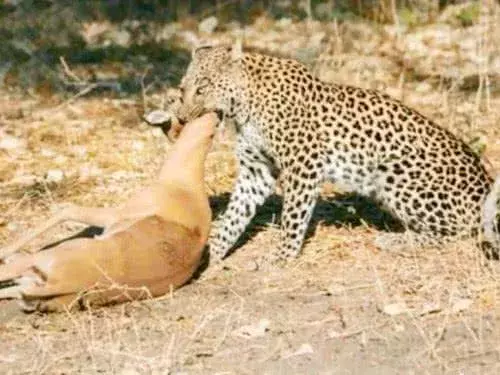 花豹“从天而降”, 只用一招便成功捕猎, 羚羊无处可逃