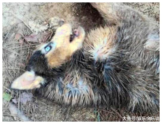 男子将二哈送回老家，几天后老妈打电话过来说赶紧打钱过来