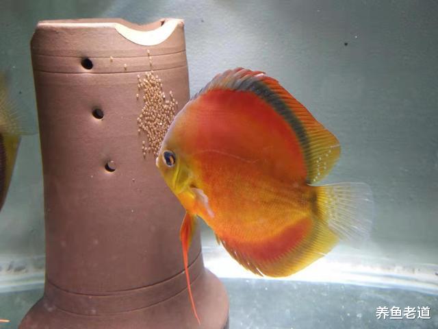 喜欢繁殖观赏鱼？最好的准备工作就是，先养它一个循环周期再说