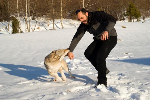 春節特輯：去親戚家拜訪，遇到咬人惡犬該怎么辦