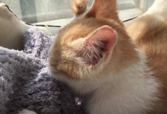 猫咪踩奶对铲屎官来说可是甜蜜的负担，本是很萌的行为却让人心累