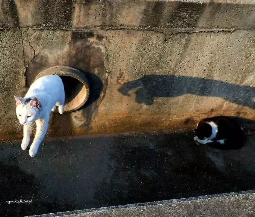 他拍摄的流浪猫，个个儿都生龙活虎，快活得让家喵羡慕……