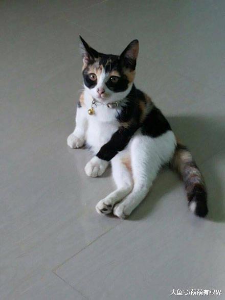 朋友说养了只长相别致的猫咪，本来不信，直到猫转过头……