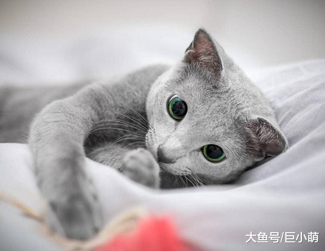 拥有12万粉丝的蓝猫，瘦瘦的还有着翡翠般的眼睛，跟想象的不一样