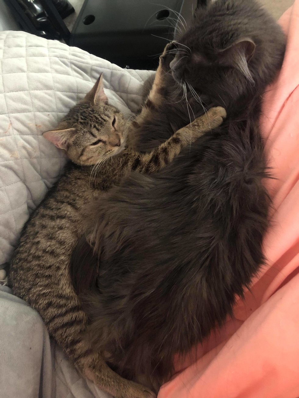 猫咪患上怪病，体型只有两个月大，却用爱治愈收容所新同伴！