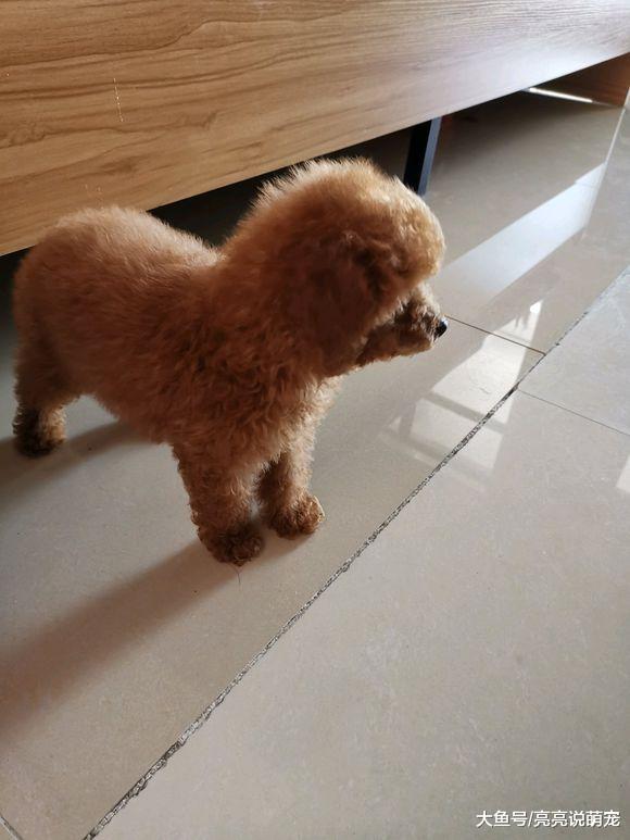 主人天天不在家，只有泰迪自己，它都是自娱自乐