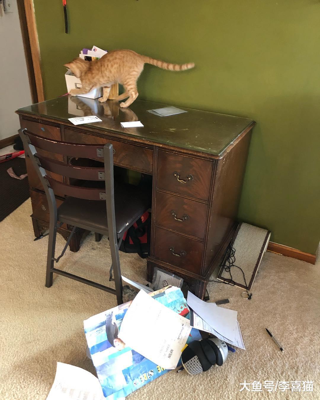 猫咪道歉睡是真的表达歉意吗？铲屎官别想太多，人家猫咪可是主子
