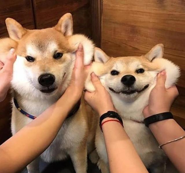 如果想养萌犬, 可以考虑这“5种”治愈系萌犬, 哈士奇也算一个?