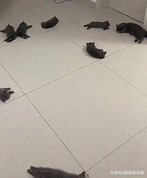 铲屎官上厕所发现，躺了一客厅的猫咪，铲屎官：挪个地儿一起躺？