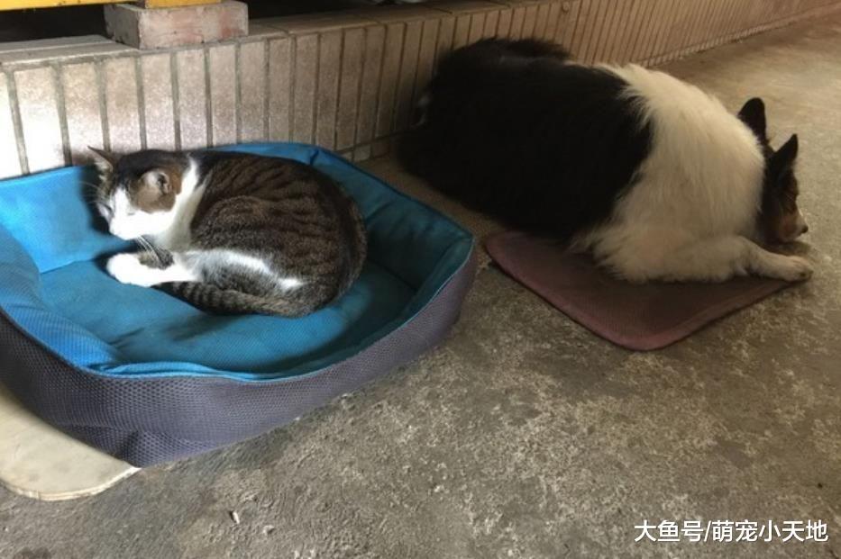 骑车待转九分看到猫吹个口哨就跑过来，载回家后养成巨饭团