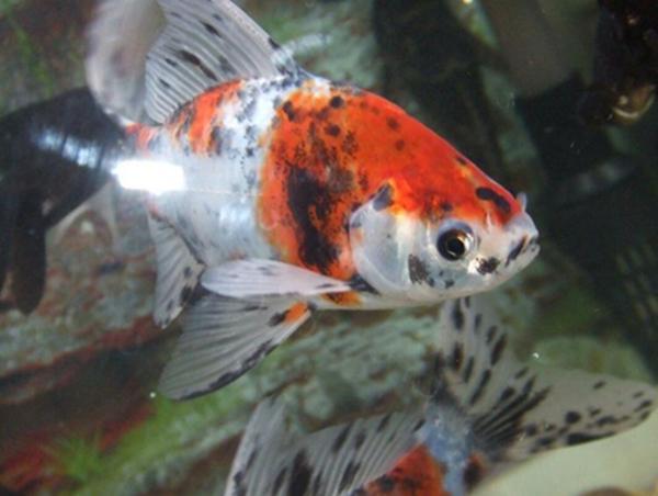 地球10大最好養的觀賞魚，紅劍魚榜首，孔雀魚第六，你養了哪種？