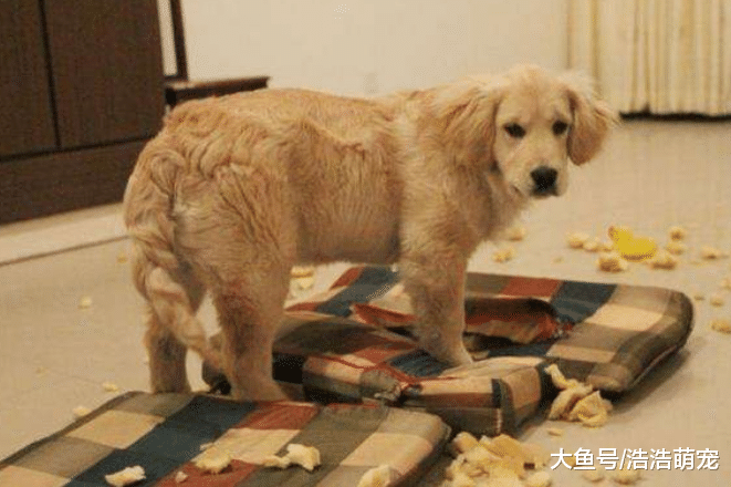 金毛被称“暖男”，为什么饲养它的人却越来越少？原因有5个