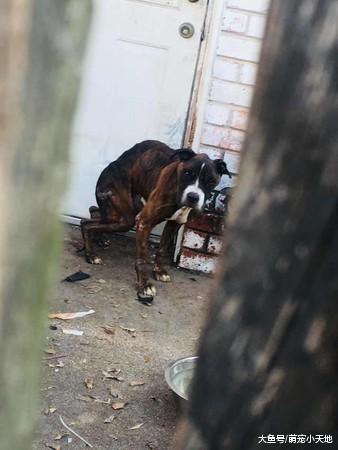 汪遭棄空屋瘦到變咕嚕沒水也沒食物，眼神只剩絕望