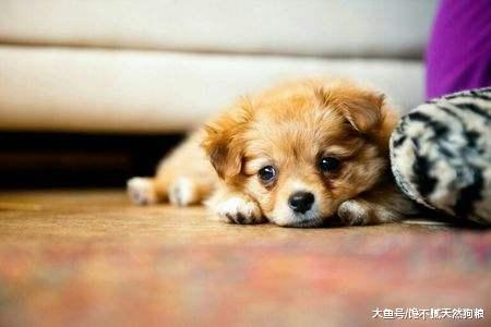 宠物医生：不要再把狗狗当孩子养了，你这样只会害了它