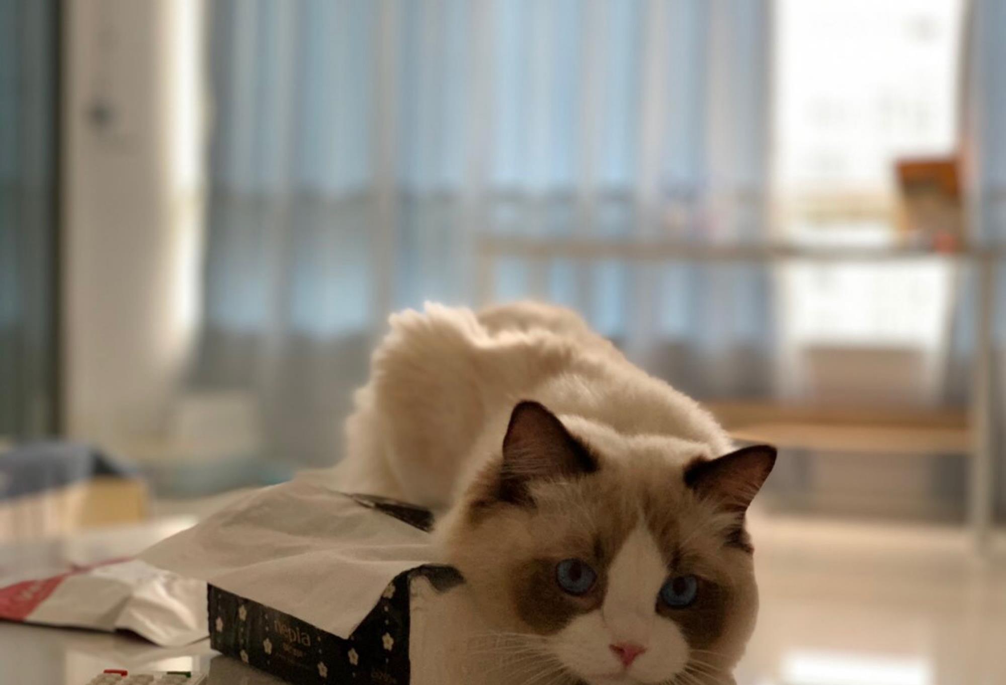 布偶猫再漂亮都会做这个动作！女神形象毁了，这模样哈哈笑喷饭