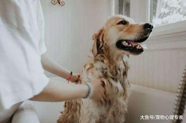 辟謠！狗狗皮膚病不會傳染給人？病因不同對人的影響也不同